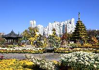 2019년 제16회 익산 천만송이 국화축제 사진7