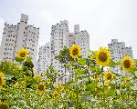 익산 모현근린공원 · 소라산자연마당, 해바라기 ‘활짝’