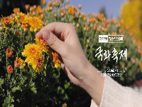 제22회 익산천만송이국화축제 홍보영상