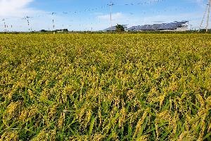 ‘익산 쌀’ 2만4천톤 올해 기업 맞춤형 공급 확정