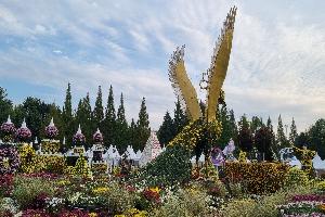 활짝 핀 익산 천만송이 국화축제, 24일 개막