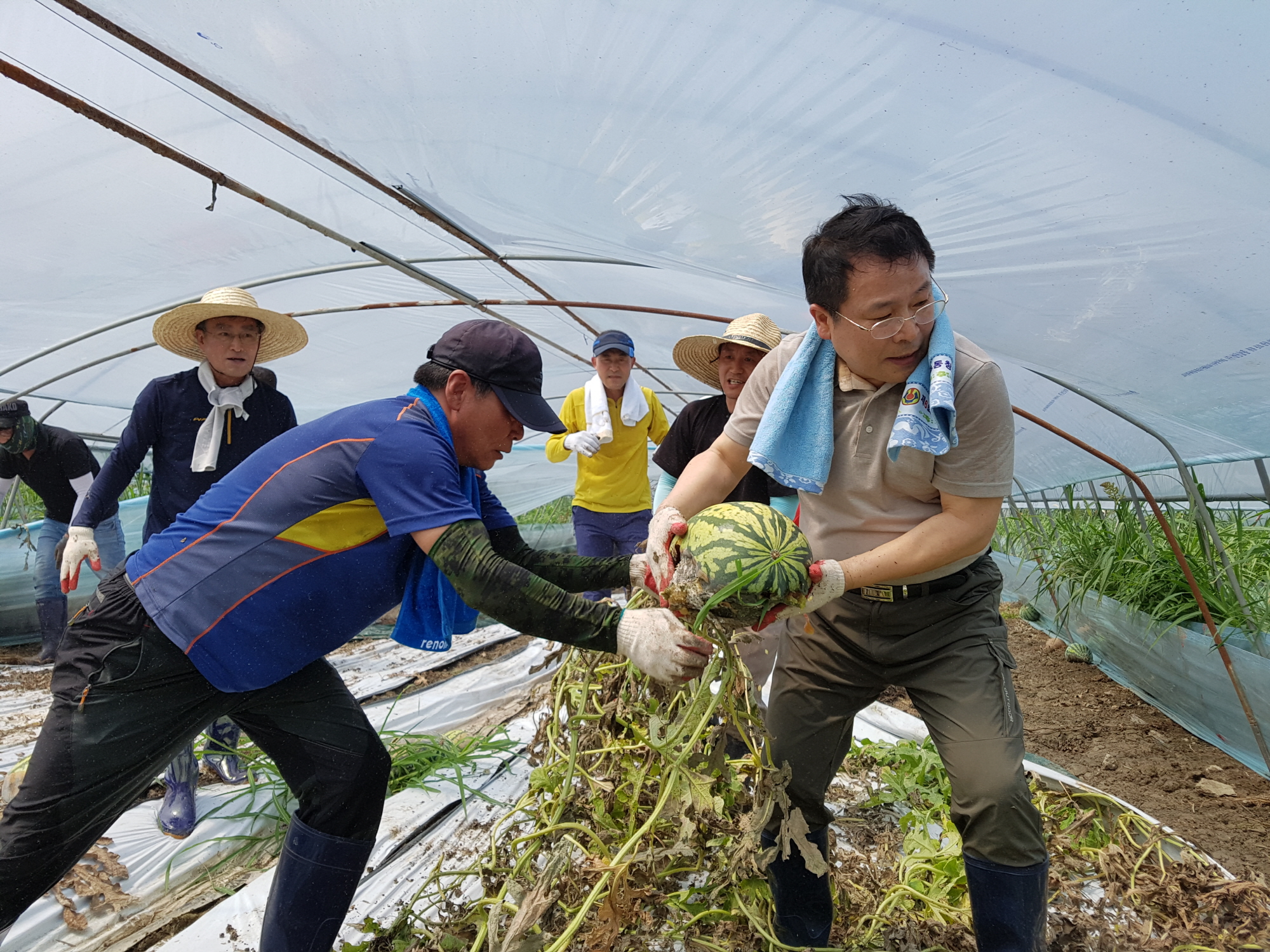 7월11일 270여명 공무원 집중호우 피해 농가에 긴급 일손돕기