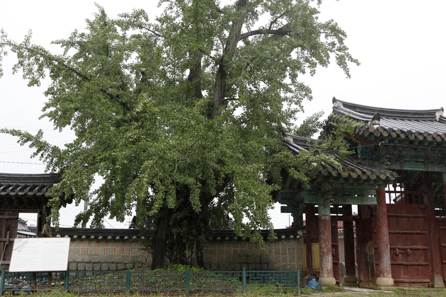 익산향교은행나무