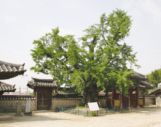 61익산향교은행나무