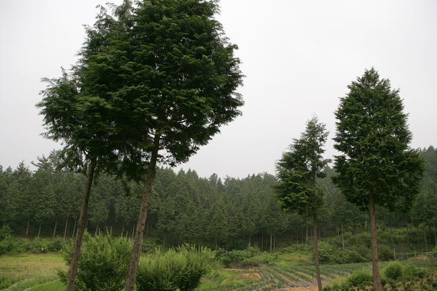 전북_익산시_편백나무숲_나무