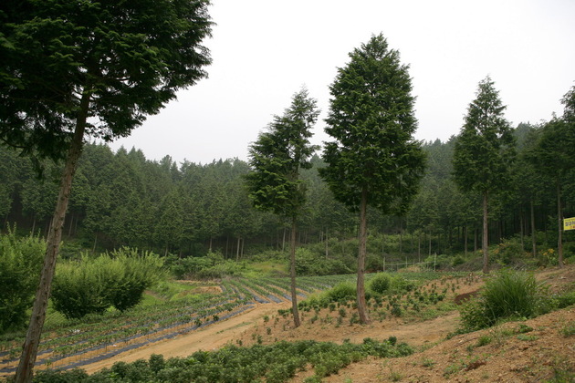 전북_익산시_편백나무숲_묘목들