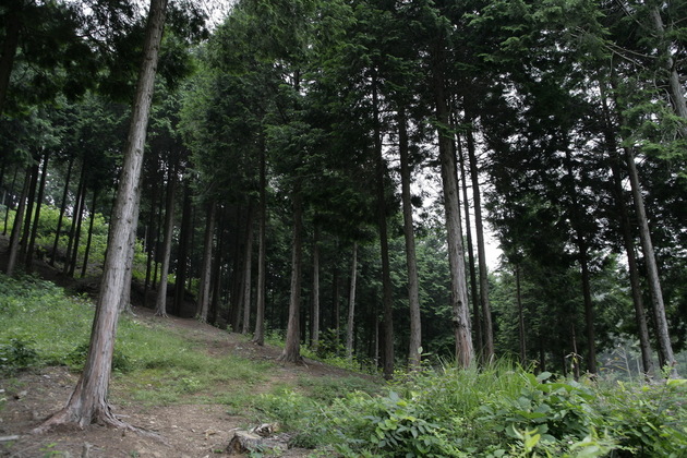 전북_익산시_편백나무숲_숲