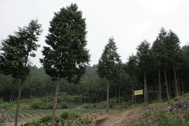 전북_익산시_편백나무숲_숲들어가는길