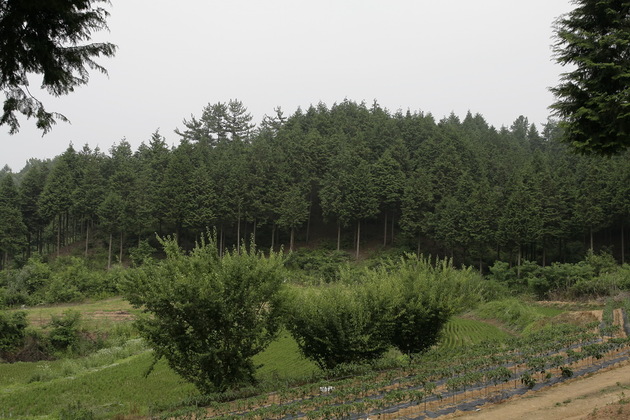 전북_익산시_편백나무숲_전경