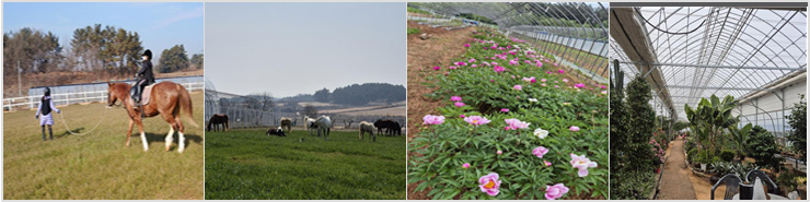 에벤에셀승마장(에벤에셀승용마생산목장) 체험이미지